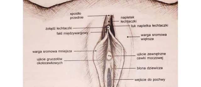 Labioplastyka nfz gdzie: Jak uzyskać refundację i uniknąć problemów Labioplastyka nfz gdzie: Jak uzyskać refundację i uniknąć problemów